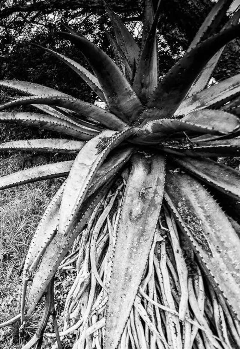 Battlefields - Image 2