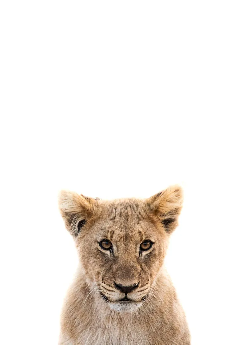 Safari babies | Lex - Image 1