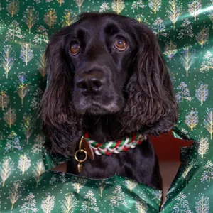 Christmas SNOOT