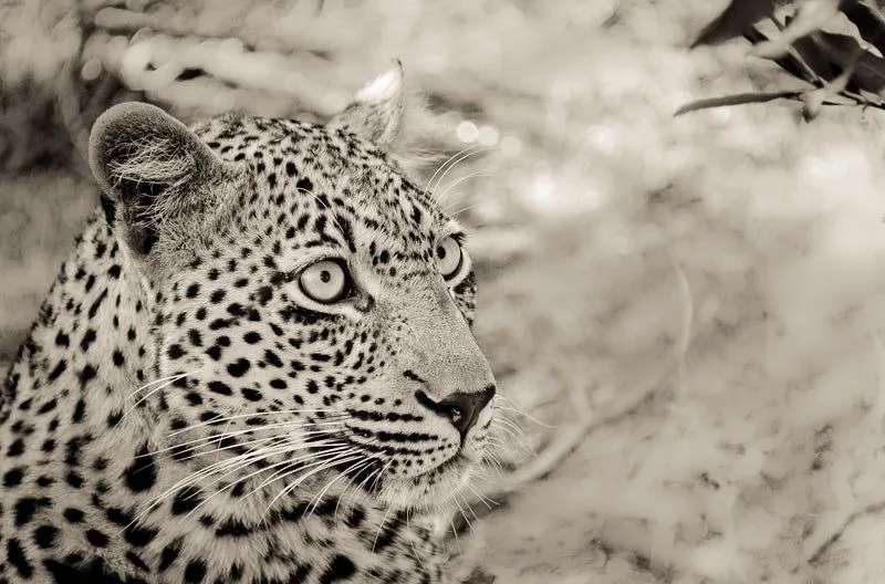 Leopard stare - Image 2