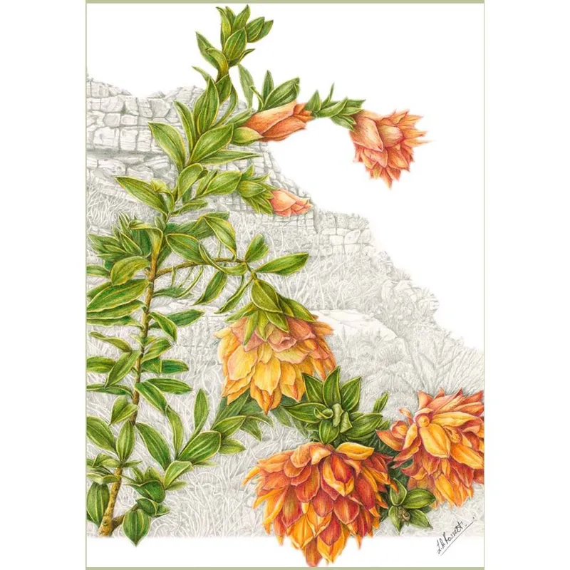 Gift Cards: Fynbos 3 (Pack of 4) - Image 2