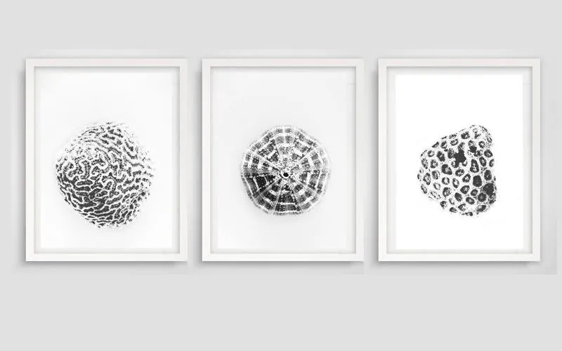 Shelled urchin - Image 2