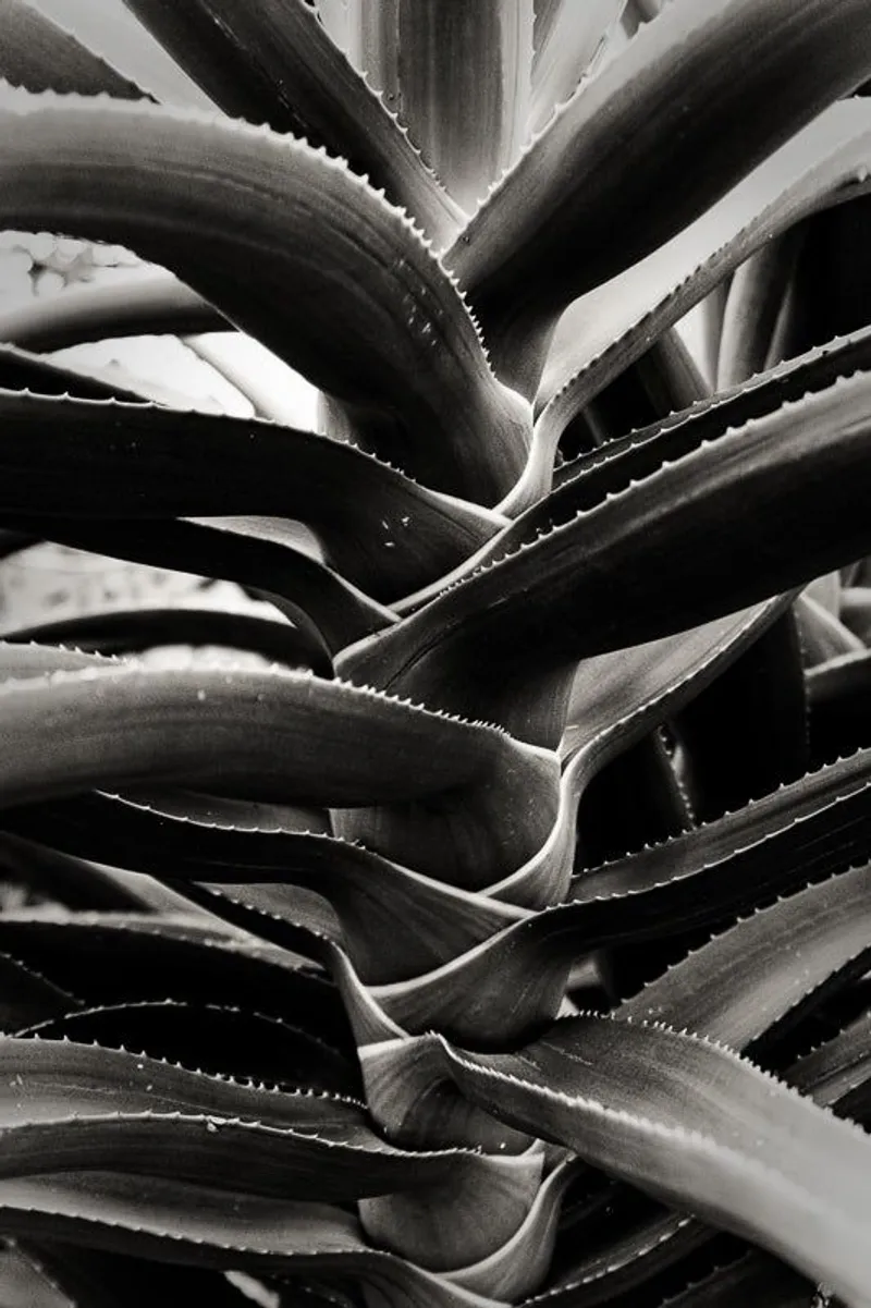 Aloe ladder - Image 2