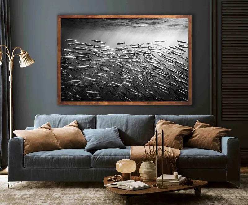 Sardine run - Image 1