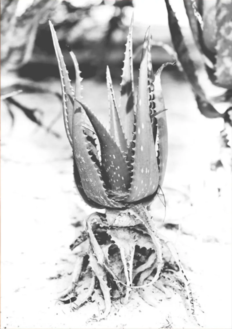 Beach agave - Image 2