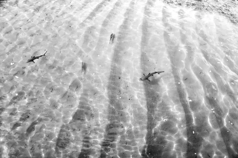 Travellers - Image 2