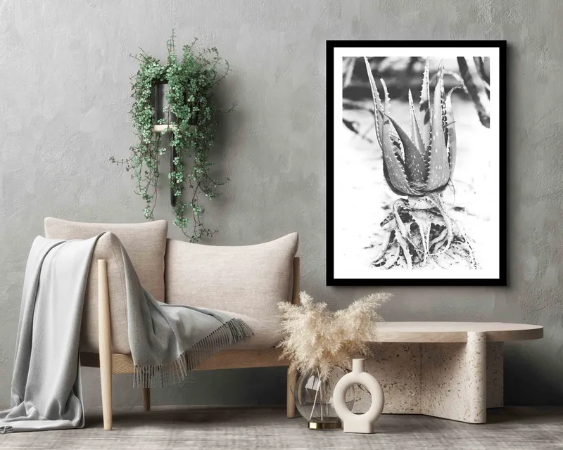 Beach agave - Image 7