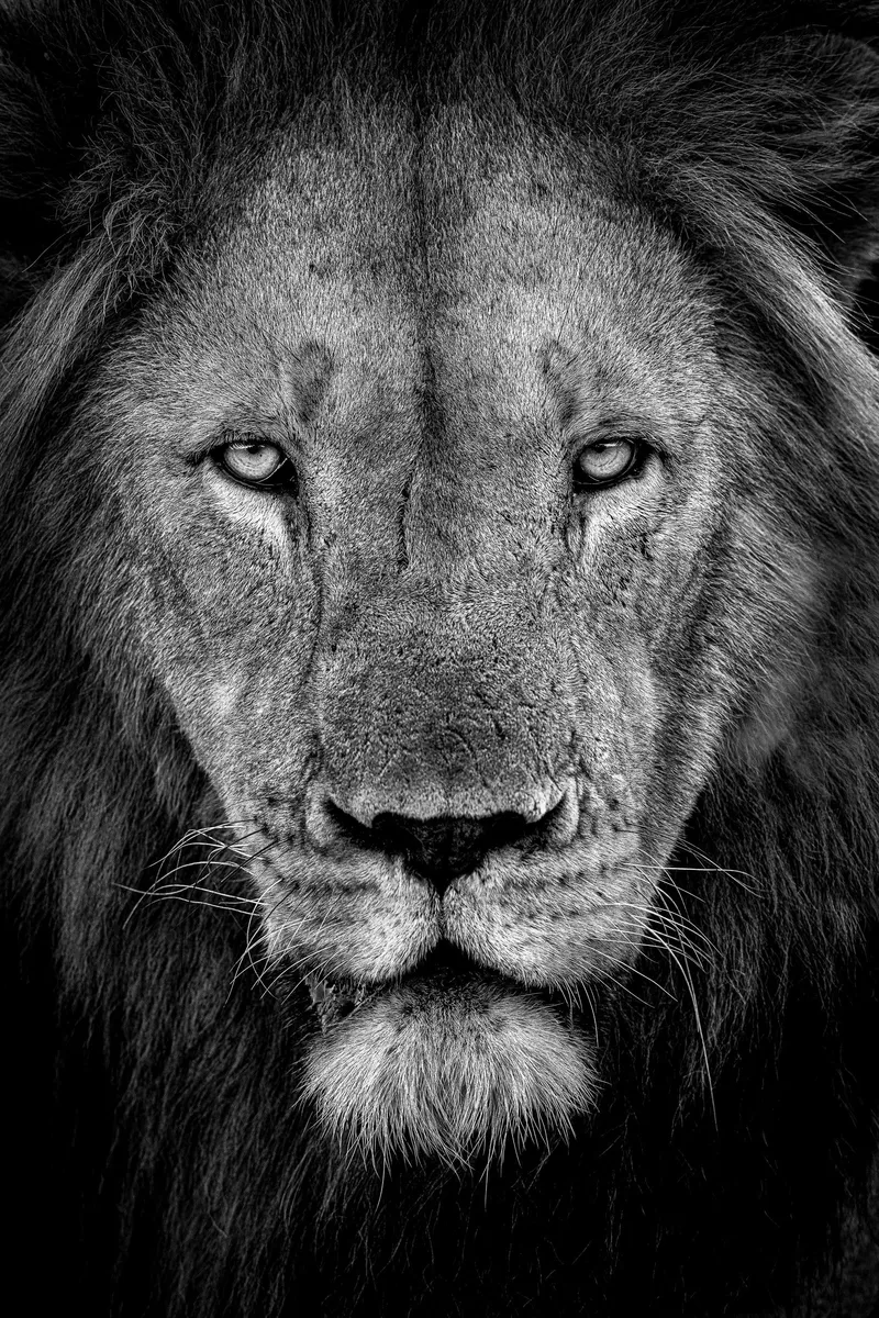 Power (limited edition) - Image 2