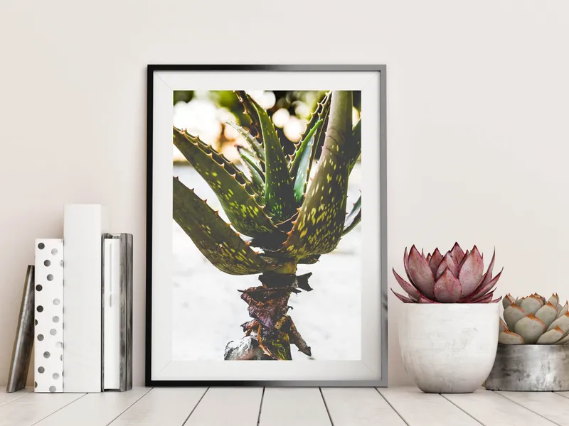 Sand aloe - Image 7
