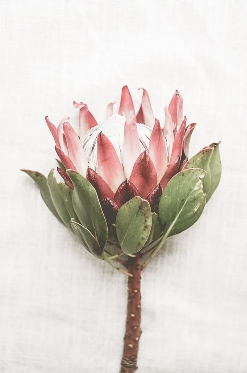 Proud Protea - Image 2
