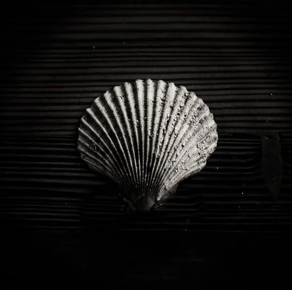 Black clam shell