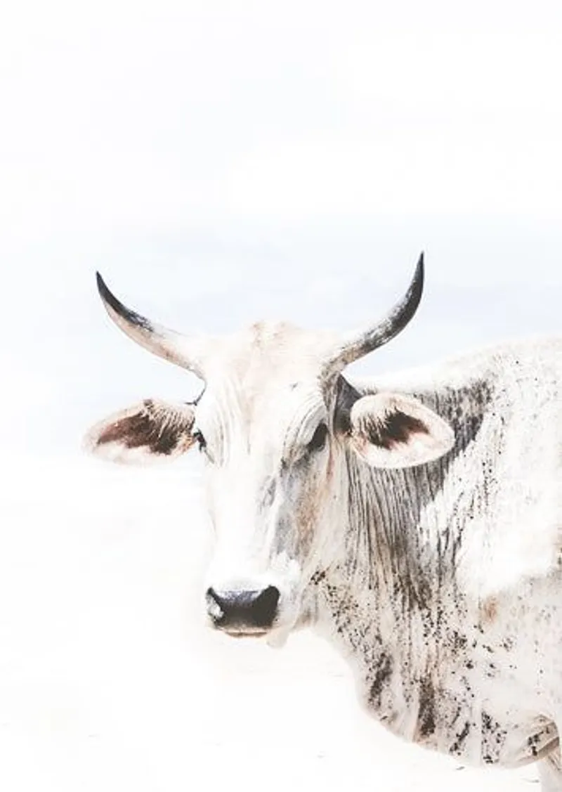 Transkei portrait (limited edition) - Image 2