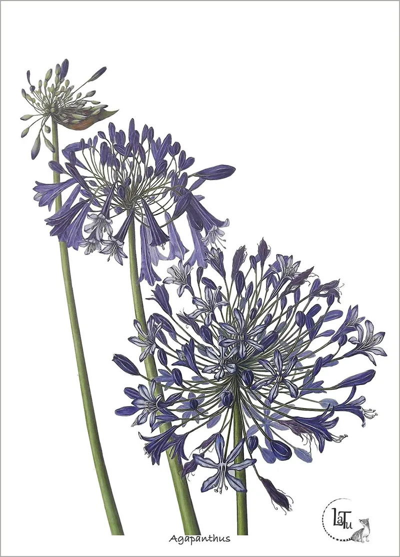 Tea Towels - Agapanthus - Image 1
