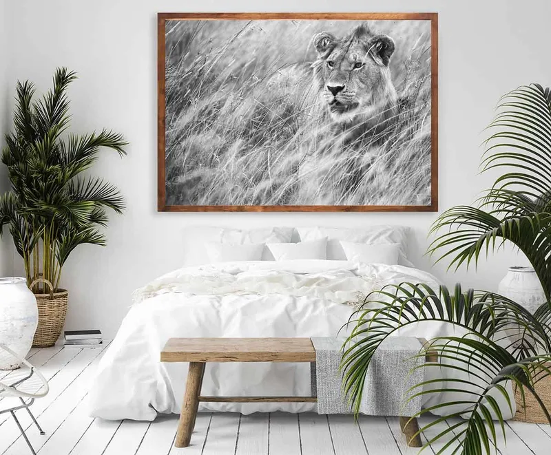 Mara lioness - Image 1