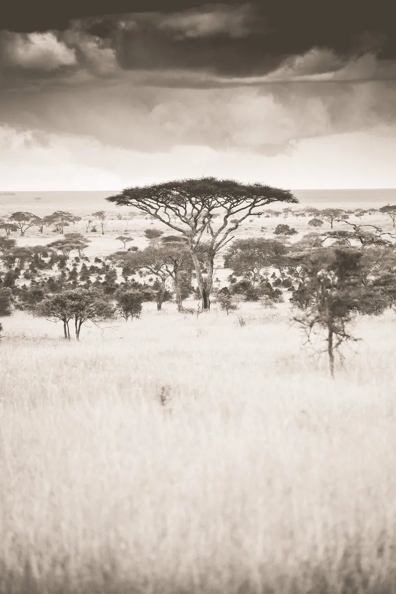 The fever tree - Image 2