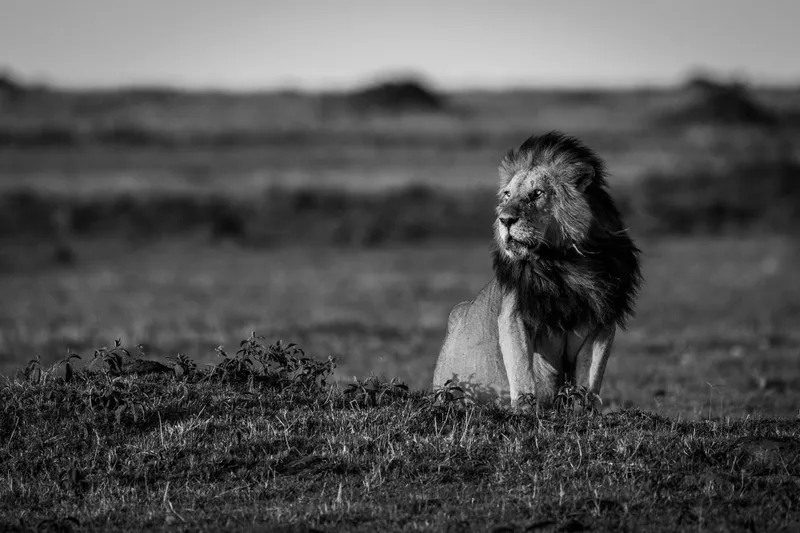 The Mara - Image 6