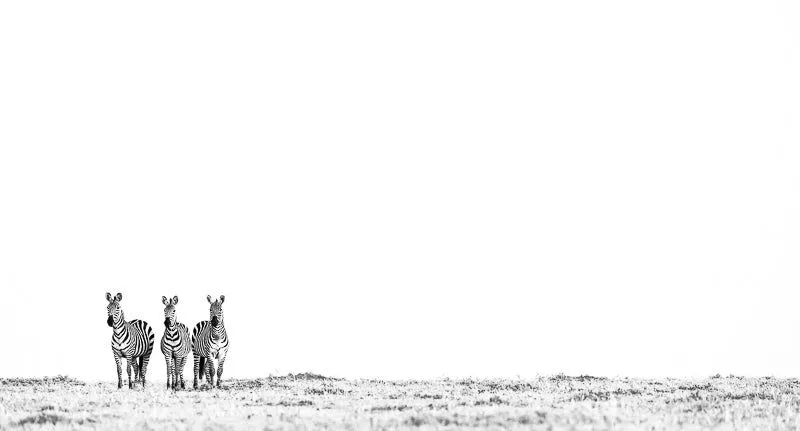 Three stripes - Image 2