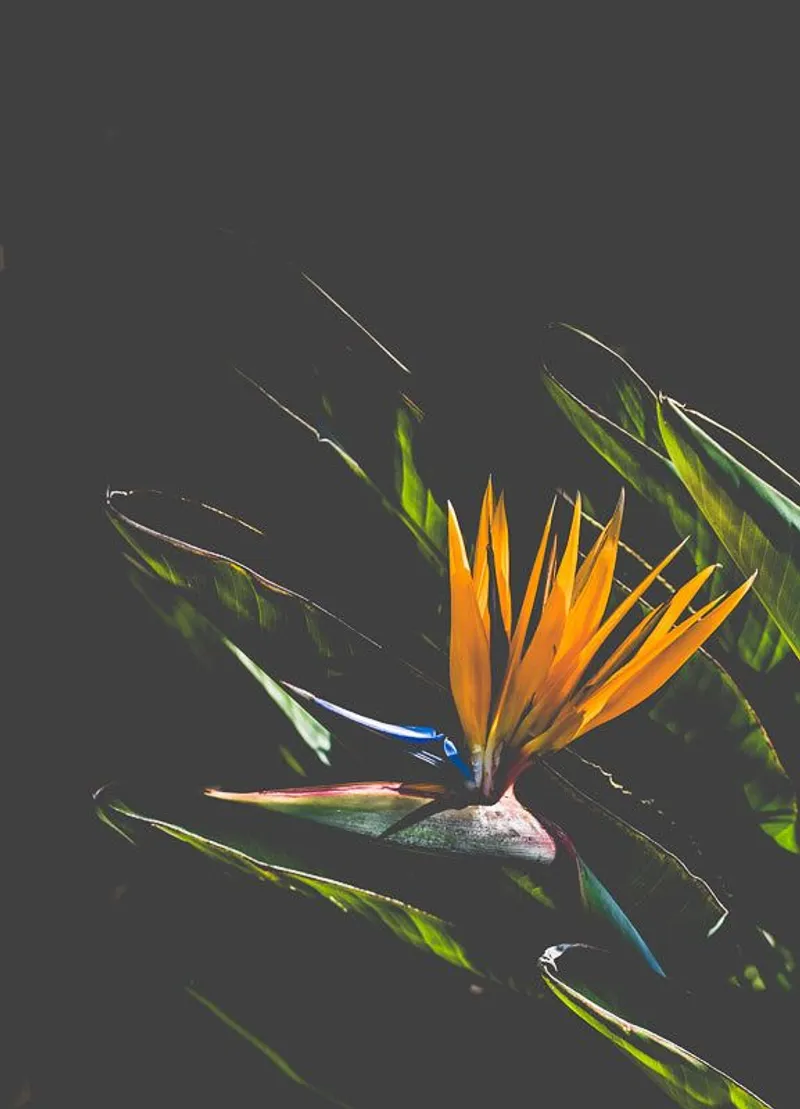 Bird of Paradise - Image 2