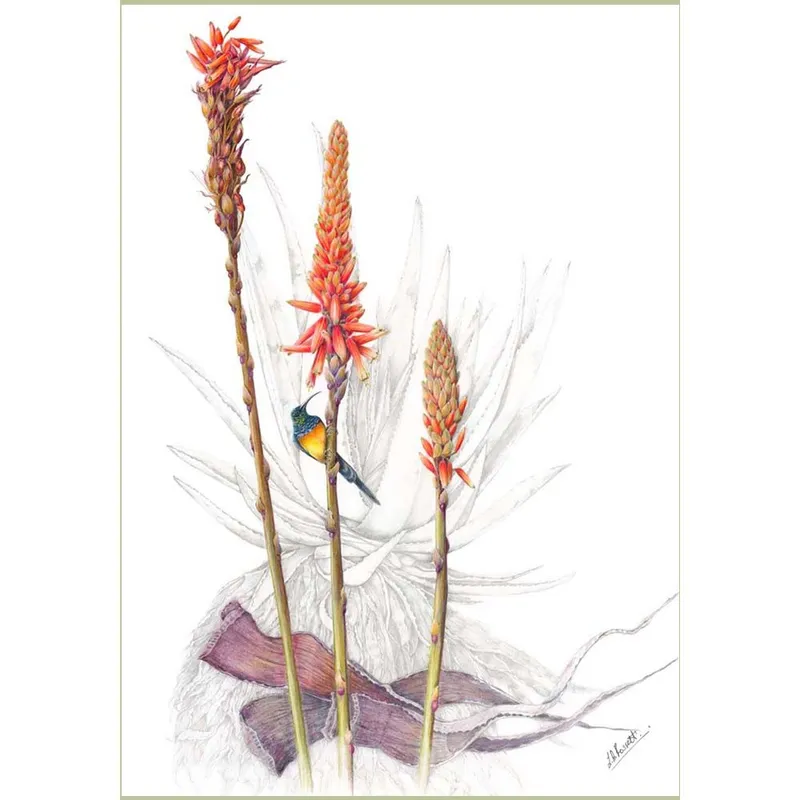 Gift Cards: Fynbos 3 (Pack of 4) - Image 3