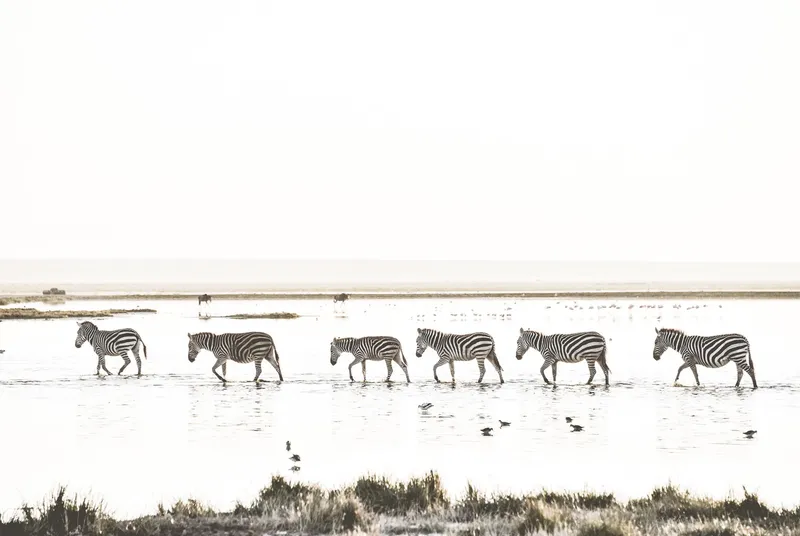 The Golden line - Image 2