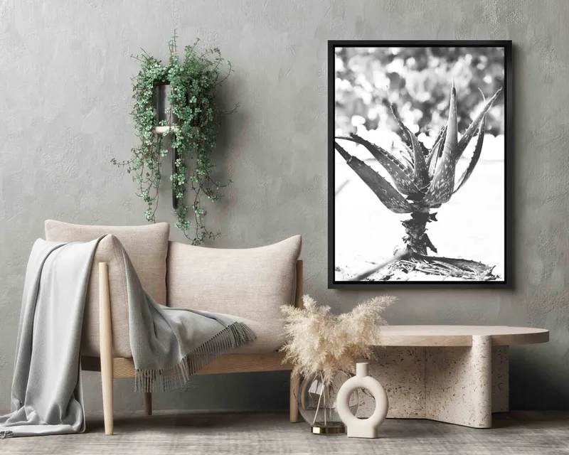 Beach aloe - Image 7