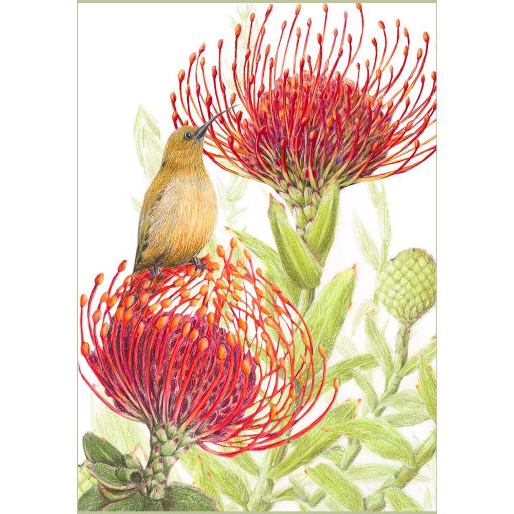 Gift Cards: Fynbos 4 (Pack of 4)