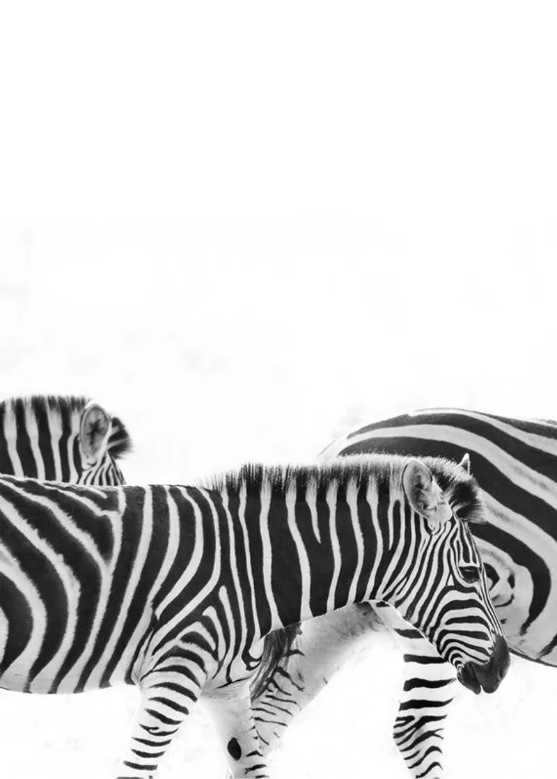 Walking Zebras - Image 2