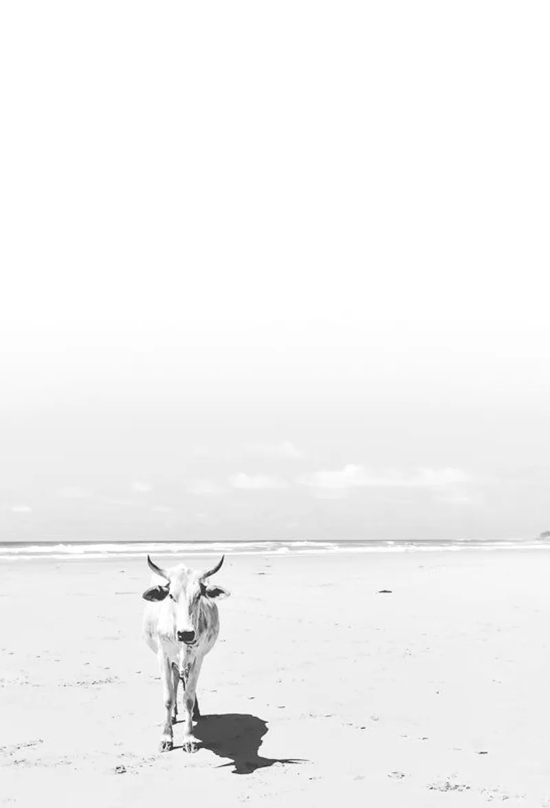 Transkei peace - Image 2