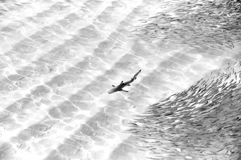 Wonderer - Image 2