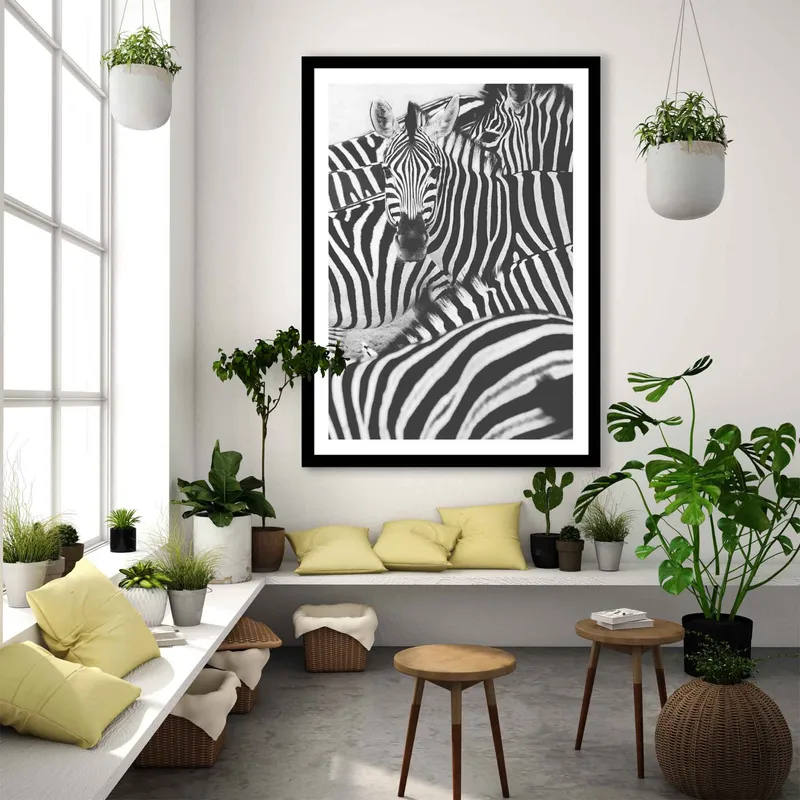 The sea of zebras - Image 8