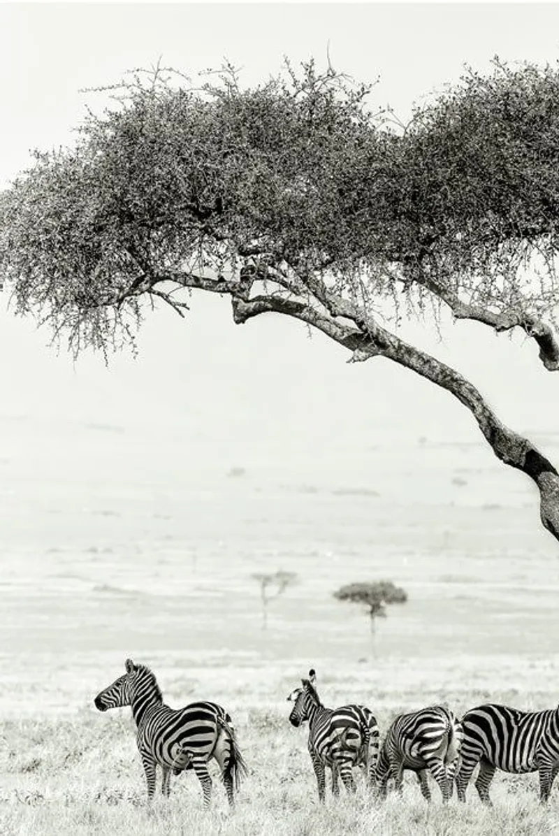 The Zebras - Image 2