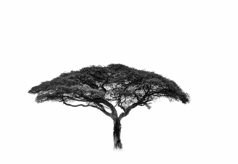 Canopy - Image 2