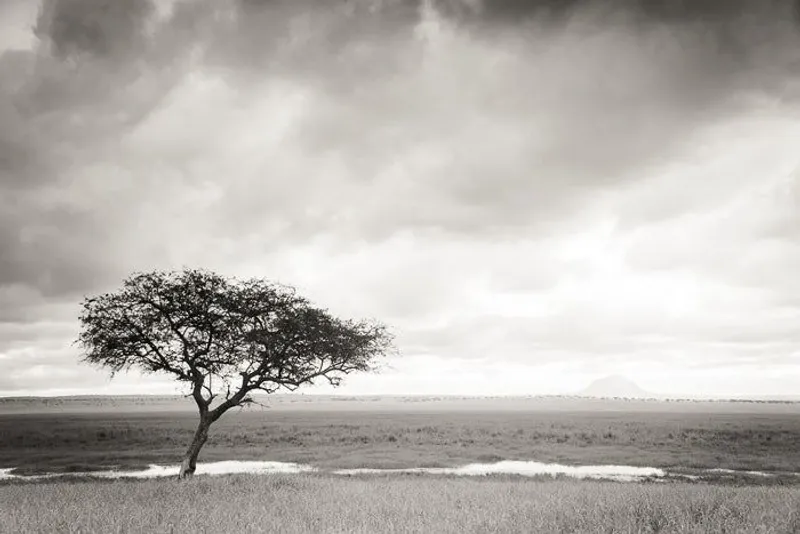 Fever Tree Simplicity - Image 2