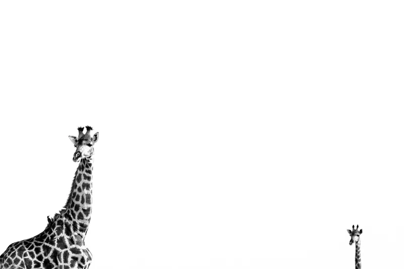 Giraffe Double Vision - Image 2