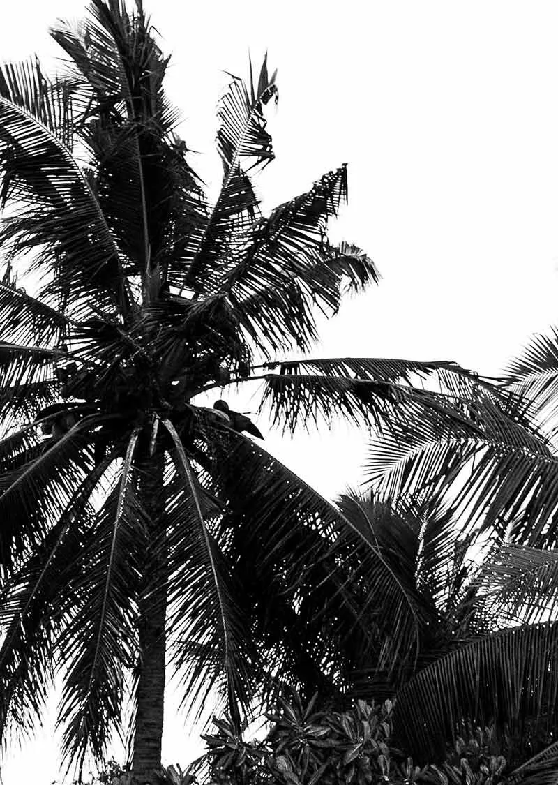 Denis Palm - Image 3