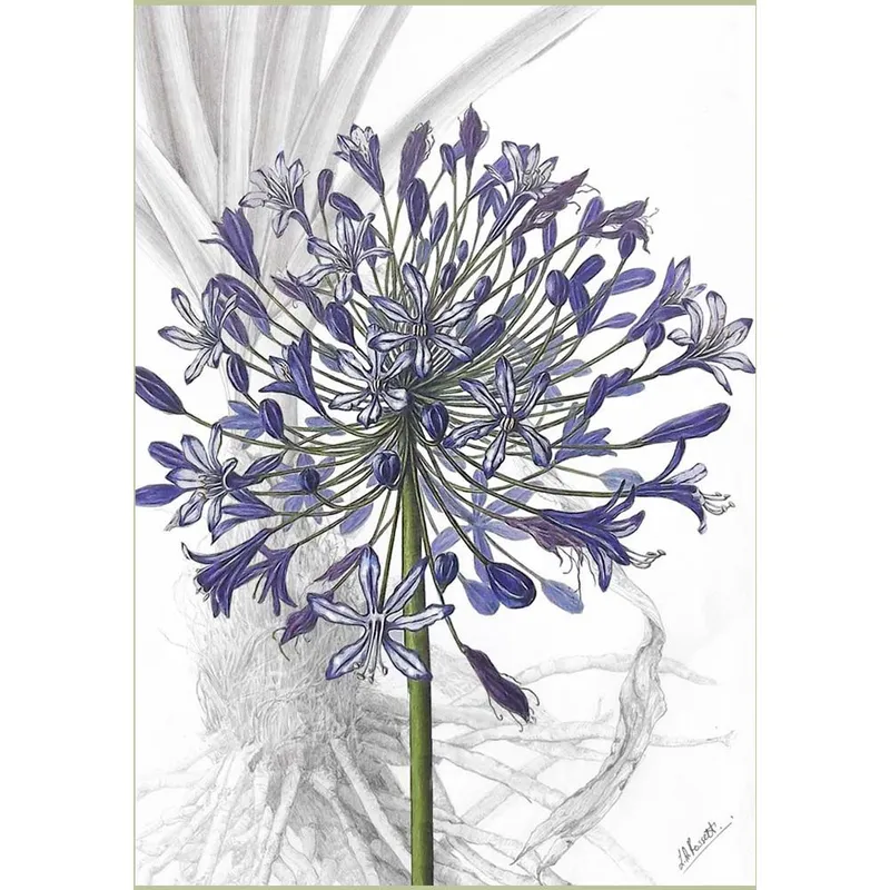 Gift Cards: Agapanthus Heads (Pack of 4) - Image 2
