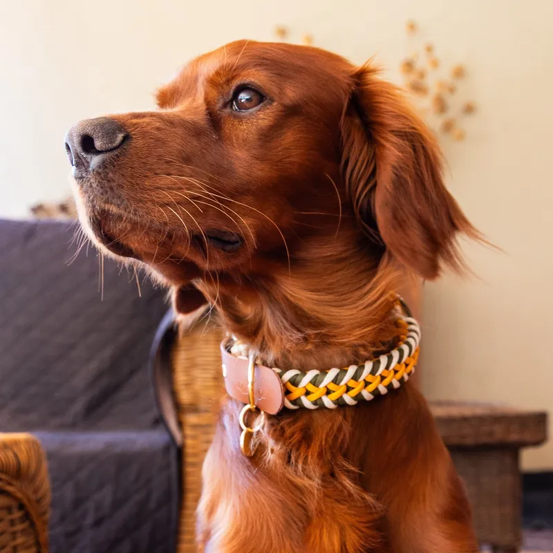 Snoot Collars
