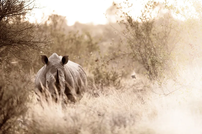 In the long grass - Image 2