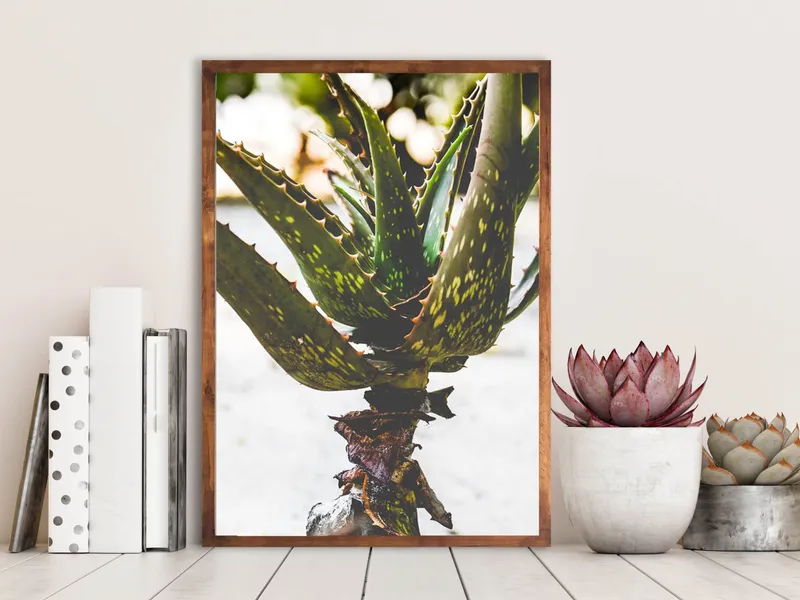 Sand aloe - Image 1