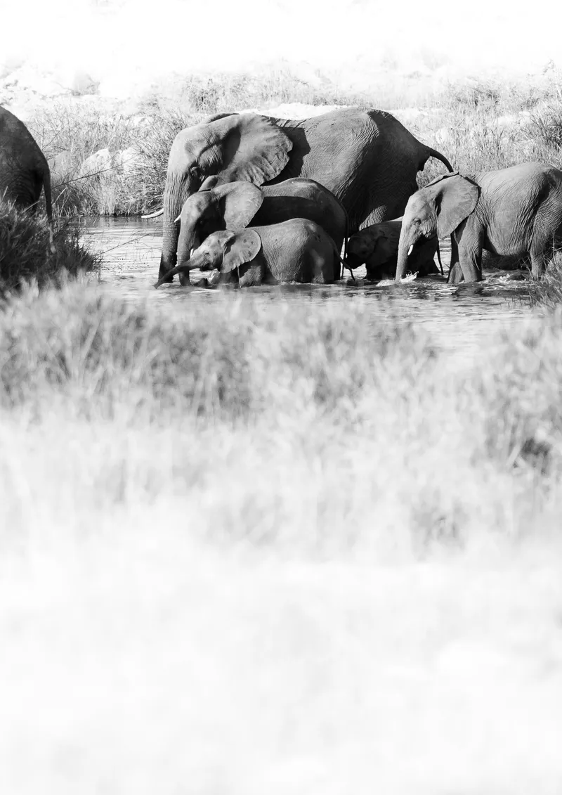 River crossing - Image 2