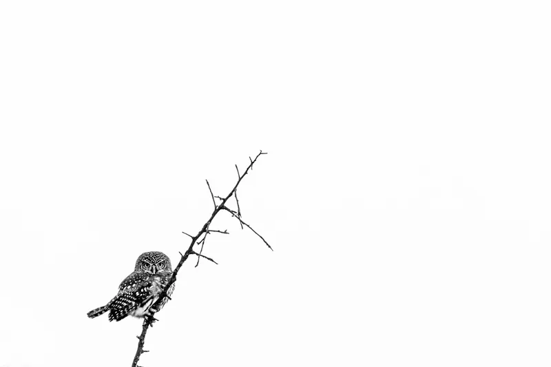 Spotted Spots - Image 2