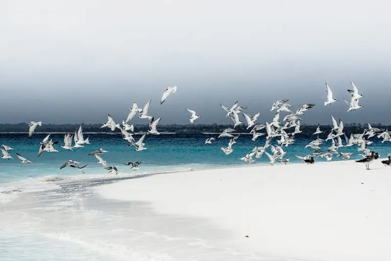 Island nesting (colour) - Image 2