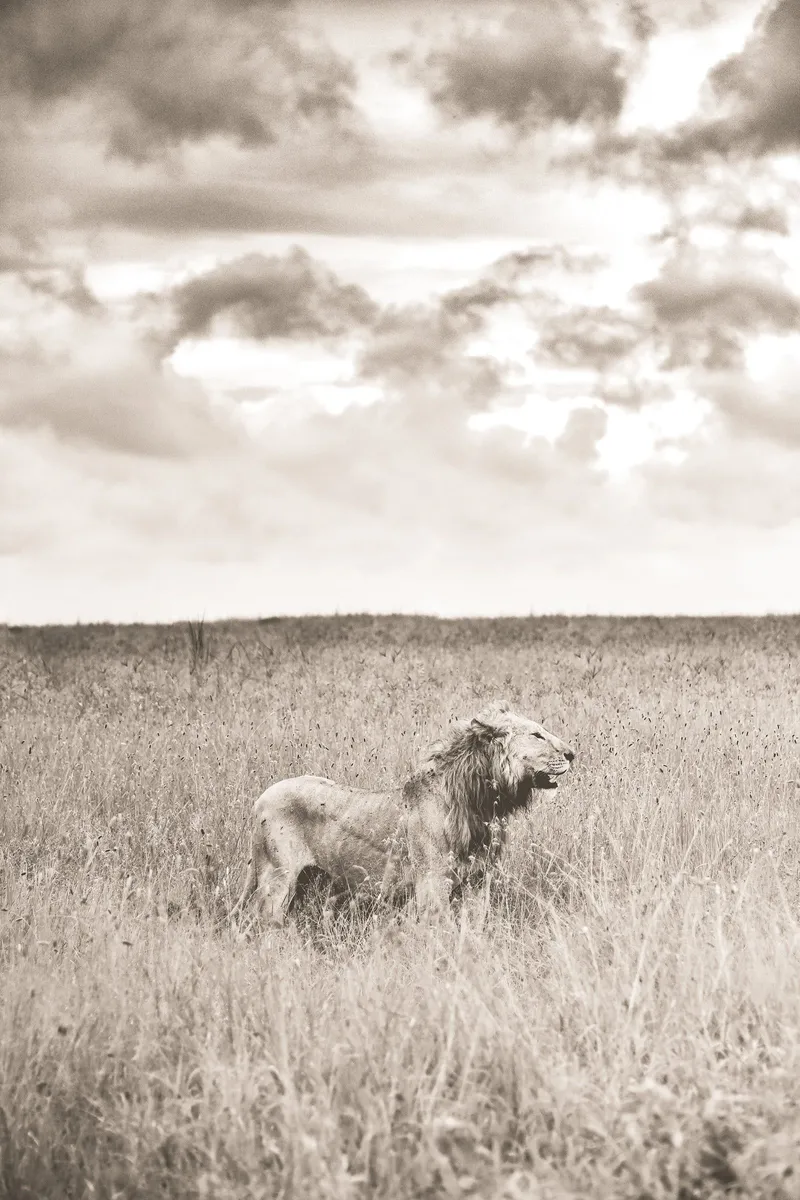 The Kingdom - Image 2