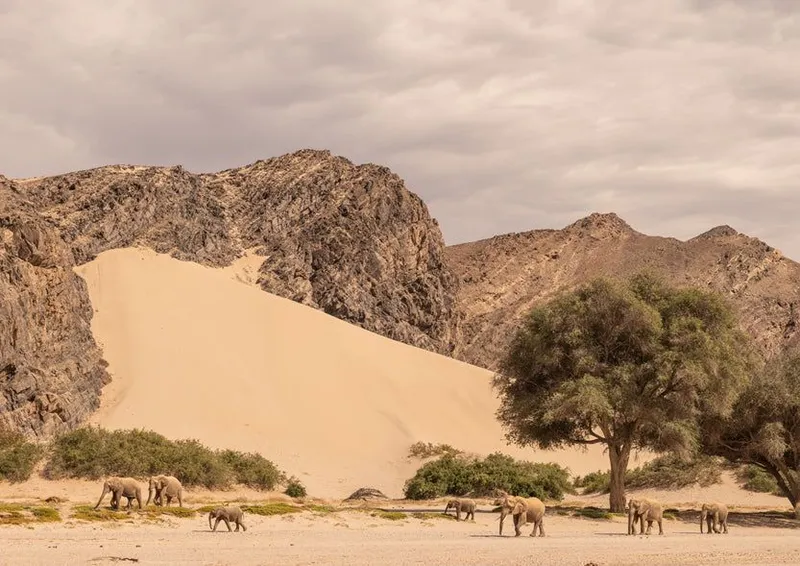 Savanna - Image 2