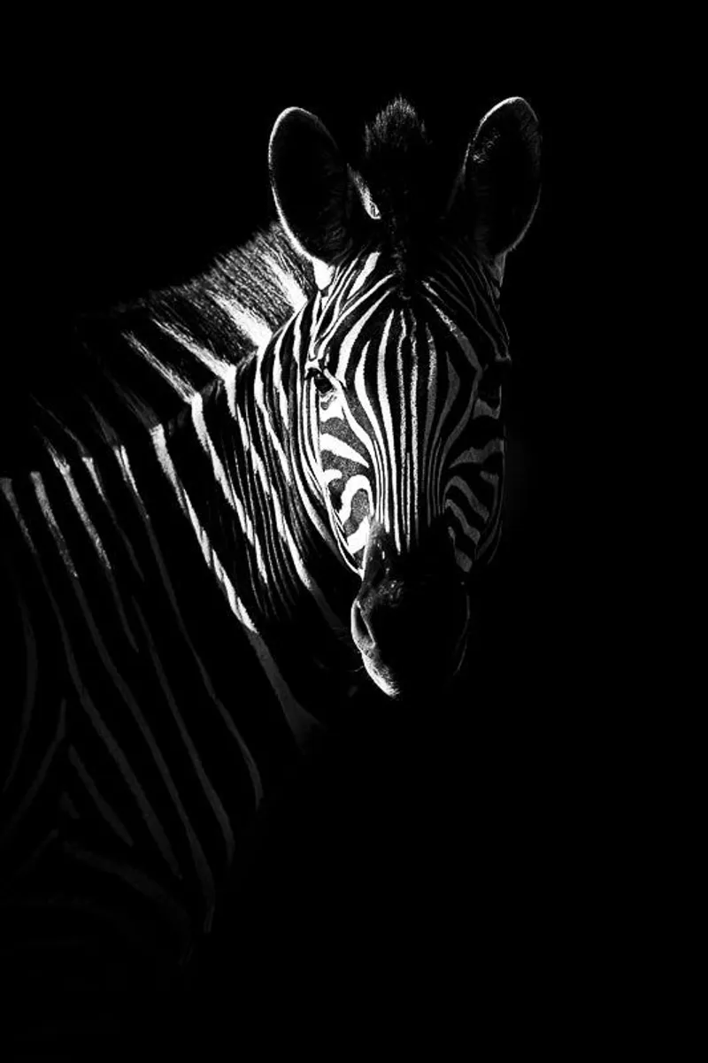 Zebra profile - Image 2