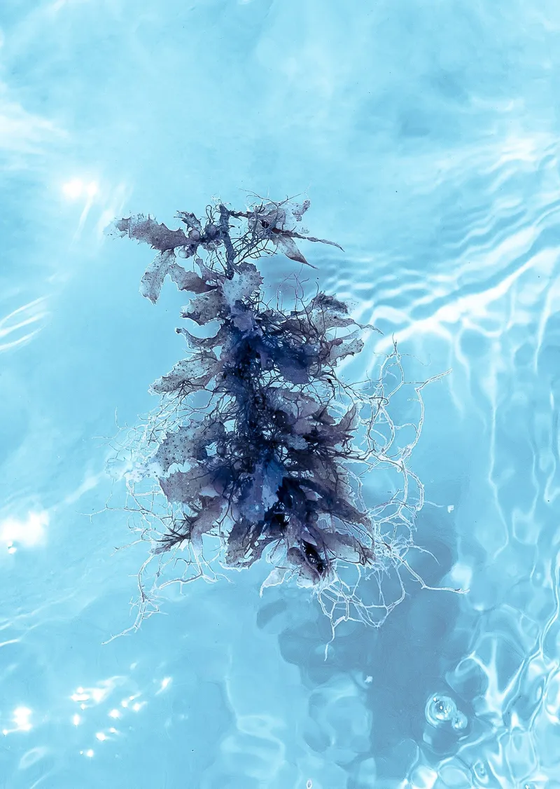 Float series | Spiked seaweed - Image 2