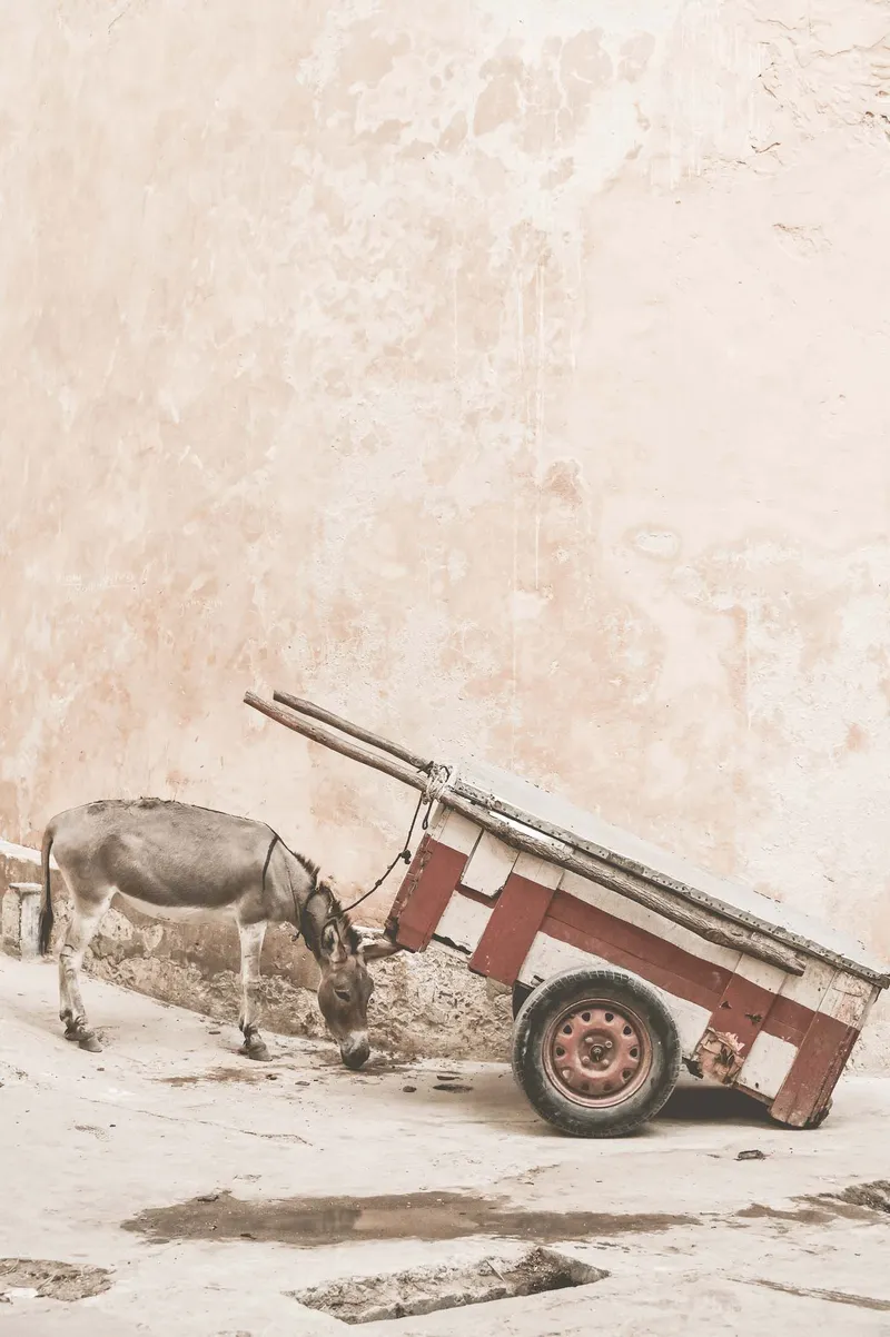 Donkey Cart - Image 8