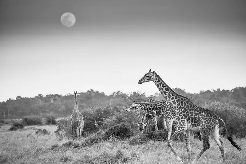 Moon Walk - Image 2