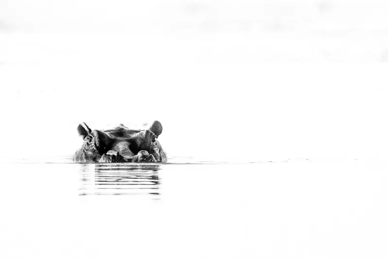 Hippo Reflections - Image 2