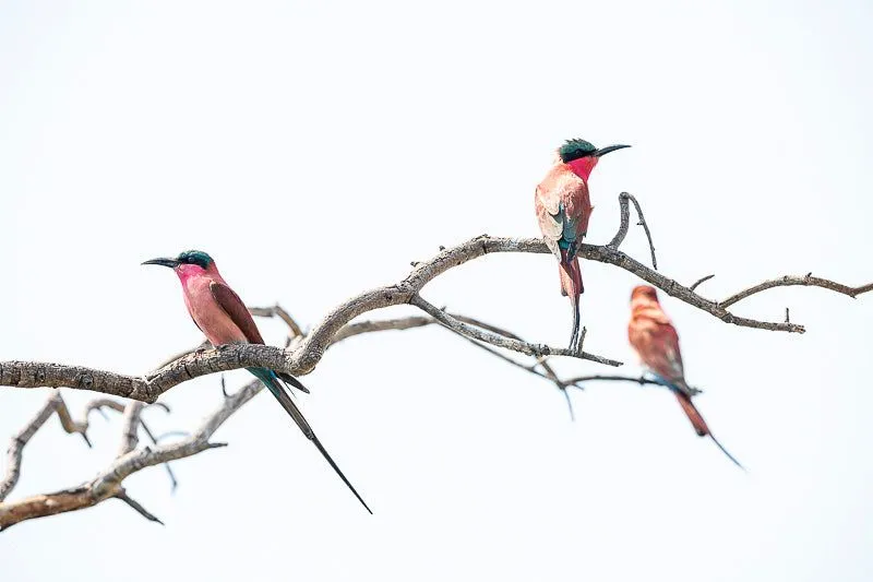 Carmines perched - Image 2